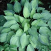 Hosta 'June' Plantain Lily