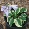 Hosta 'Mini Skirt' Plantain Lily