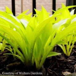 Hosta 'Munchkin Fire' Plantain Lily -Nature Planting Store HST Munchkin Fire WG