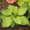 Hosta 'Rainforest Sunrise' Plantain Lily