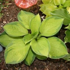 Hosta 'Rainforest Sunrise' Plantain Lily
