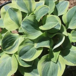 Hosta 'School Mouse' Plantain Lily