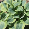Hosta 'School Mouse' Plantain Lily