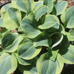 Hosta 'School Mouse' Plantain Lily