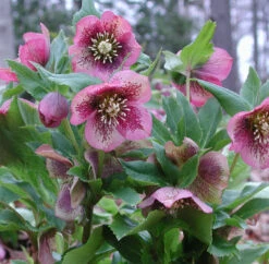New Arrival -Nature Planting Store Helleborus Pine Knot 1