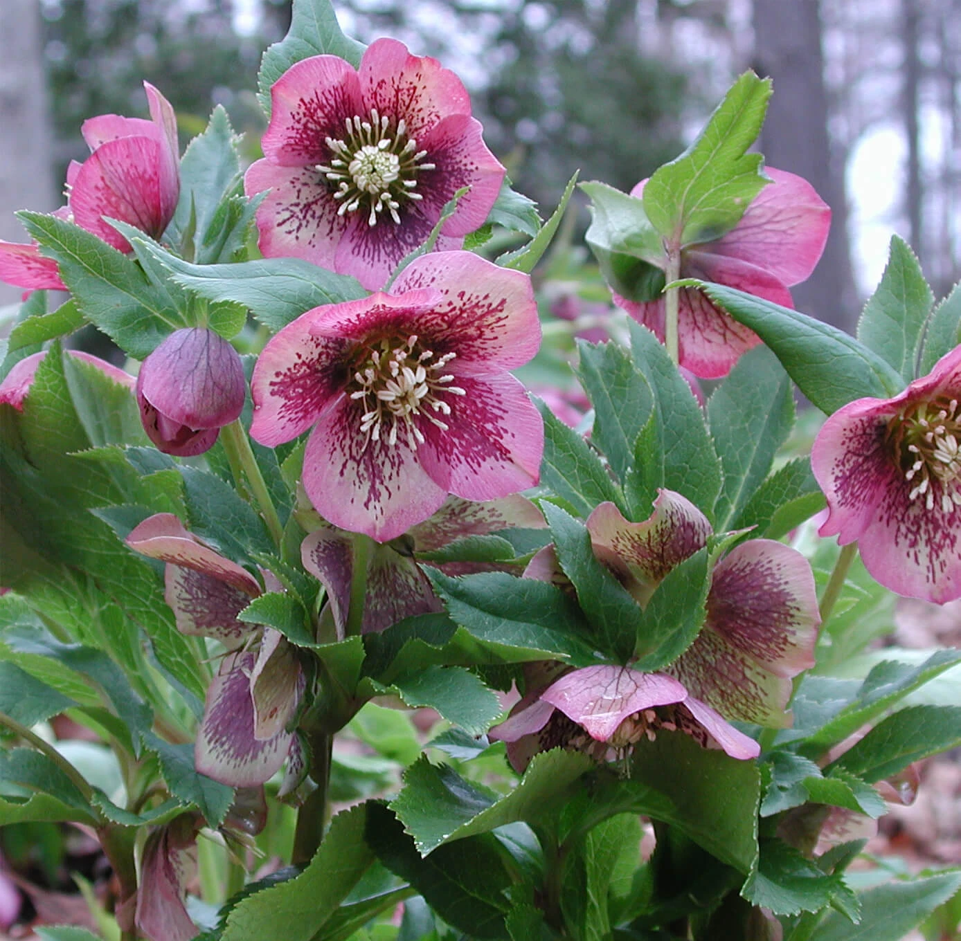 Helleborus 'Pine Knot Strain' Lenten Rose 2 Helleborus 'Pine Knot Strain' Lenten Rose - Image 2