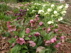 Helleborus 'Pine Knot Strain' Lenten Rose 6 Helleborus 'Pine Knot Strain' Lenten Rose -Nature Planting Store Helleborus Pine Knot 2