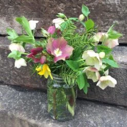 Helleborus 'Pine Knot Strain' Lenten Rose 7 Helleborus 'Pine Knot Strain' Lenten Rose -Nature Planting Store Helleborus Pine Knot Strain Lenten Rose 2