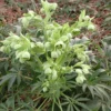 Helleborus Foetidus - Stinking Hellebore