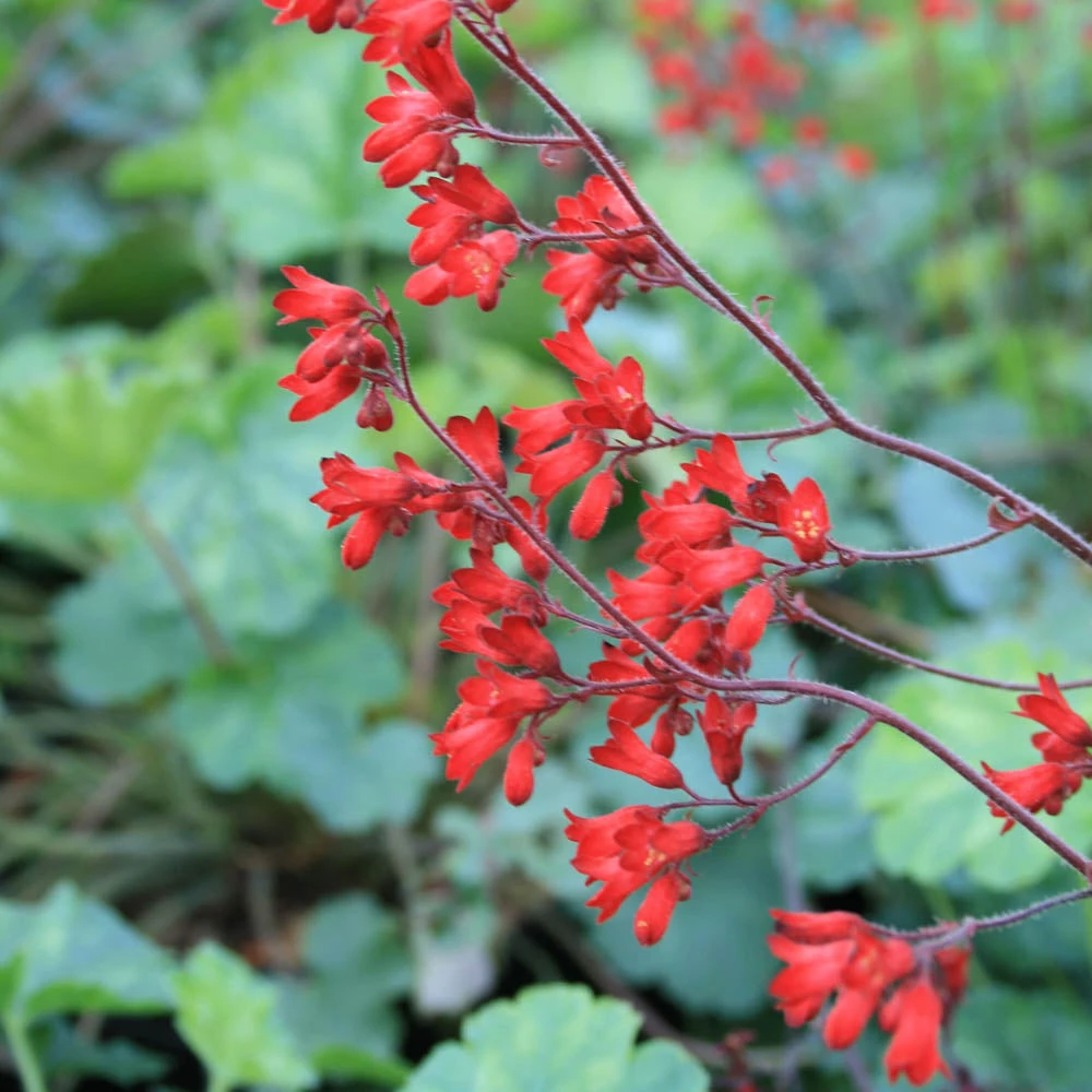 Heuchera Sanguinea 'Ruby Bells' Coral Bells 1 Heuchera Sanguinea 'Ruby Bells' Coral Bells