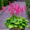 Heuchera 'Timeless Glow' Coral Bells