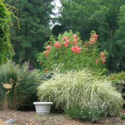 New Arrival -Nature Planting Store Hibiscus coccineus texas star landscape