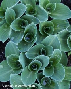 Hosta 'Blue Mouse Ears' Plantain Lily