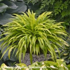 Hosta 'Curly Fries' Plantain Lily
