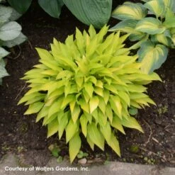 Hosta 'Munchkin Fire' Plantain Lily -Nature Planting Store Hosta Munchkin Fire 0000 high res.jpg WALTERS