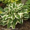 Hosta 'Patriot' Plantain Lily
