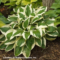 Hosta 'Patriot' Plantain Lily