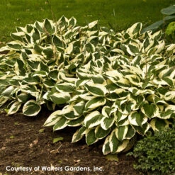 Hosta 'Patriot' Plantain Lily -Nature Planting Store Hosta Patriot WALTERS1