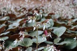 Saxifraga Stolonifera 'Hope's Wine' Strawberry Geranium -Nature Planting Store IMG 0990