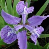 Iris Tectorum Japanese Roof Iris