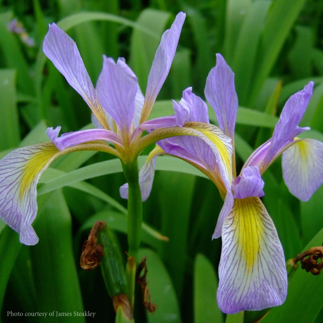 Iris Virginica Var Shrevei Southern Blue Flag 1 Iris Virginica Var Shrevei Southern Blue Flag