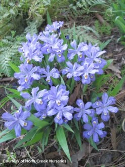 Iris Cristata Crested Iris -Nature Planting Store IRS cristata