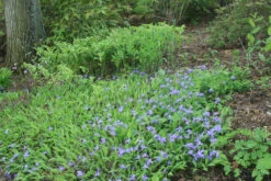 Iris Cristata Crested Iris -Nature Planting Store IRS cristata and Solomon seal in bloom EZ