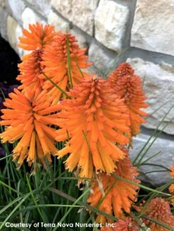 Kniphofia 'Poco Orange' Red Hot Poker