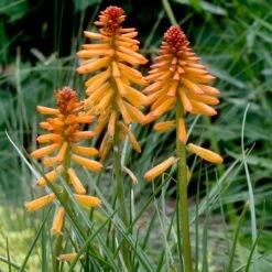 Kniphofia 'Poco Orange' Red Hot Poker -Nature Planting Store Kniphofia Poco Orange Red Hot Poker