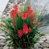 Kniphofia 'Poco Red' Red Hot Poker