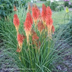 Kniphofia 'Red Roulette' Red Hot Poker