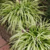 Liriope Pee Dee Ingot Monkey Grass