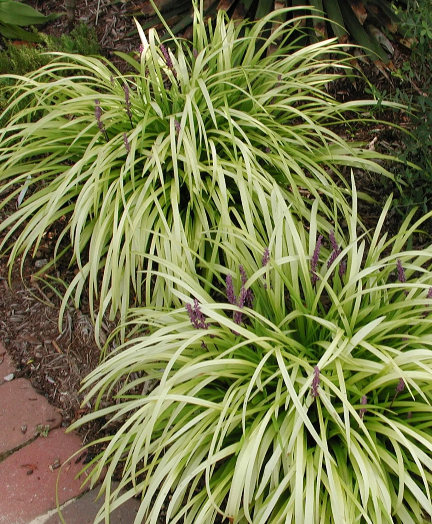 Liriope Pee Dee Ingot Monkey Grass 1 Liriope Pee Dee Ingot Monkey Grass