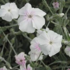 Lychnis 'Angel Blush' Rose Champion