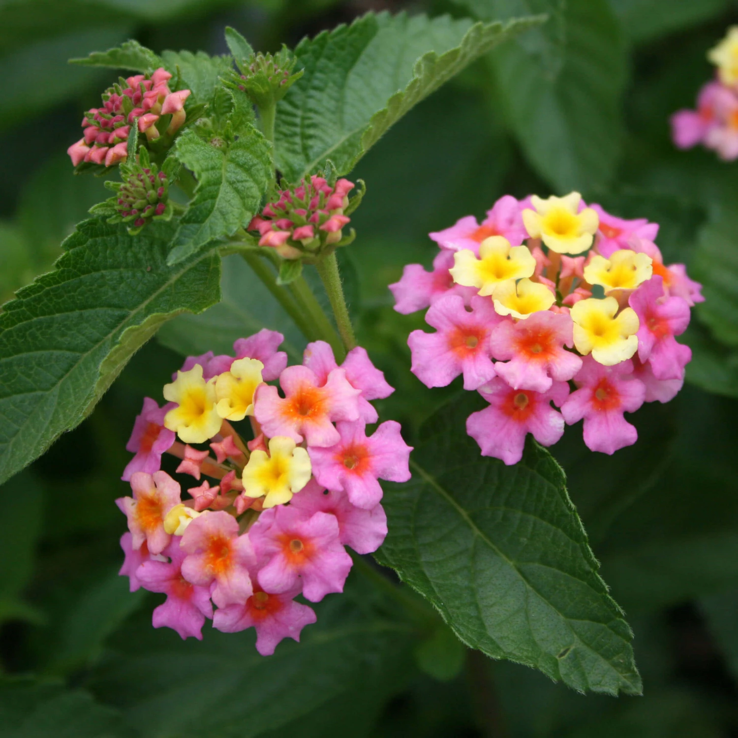 Lantana Camara 'Ham & Eggs' 2 Lantana Camara 'Ham & Eggs' - Image 2
