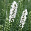 Liatris Spicata 'Floristan White' Gayfeather