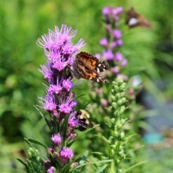 Front Page -Nature Planting Store Liatris spicata pollinators