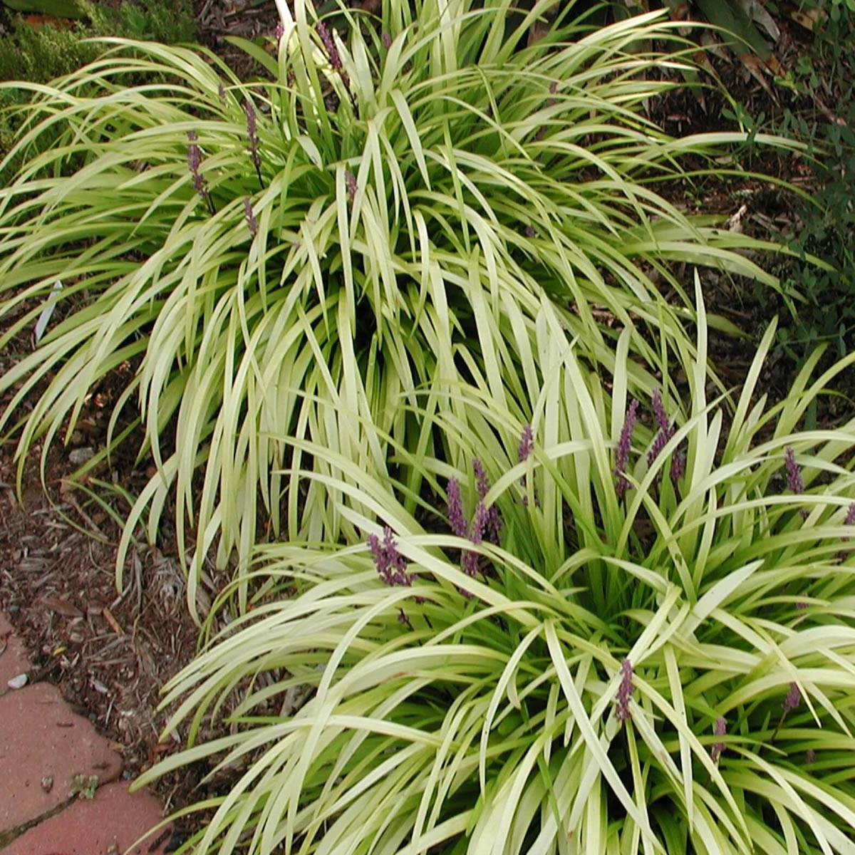 Liriope Pee Dee Ingot Monkey Grass 2 Liriope Pee Dee Ingot Monkey Grass - Image 2