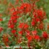 Lobelia Cardinalis Cardinal Flower