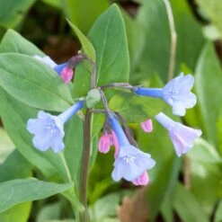 Mertensia Virginica Virginia Bluebells -Nature Planting Store MRT virginica publicdomain