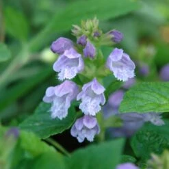 Meehania Cordata Meehan's Mint