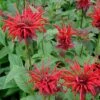 Monarda 'Jacob Cline' Bee Balm