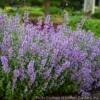 Nepeta 'Cat's Meow' Catmint