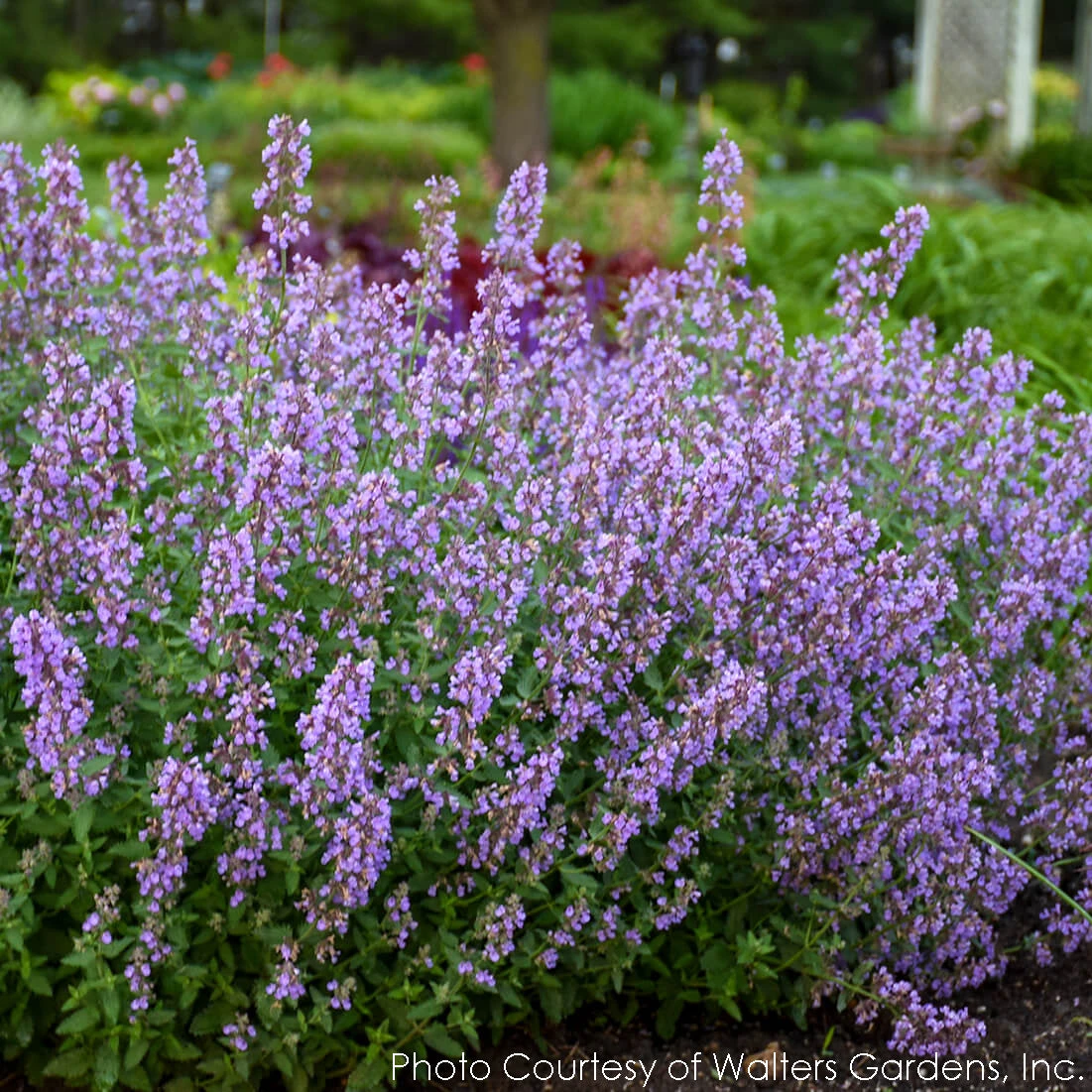 Nepeta 'Cat's Meow' Catmint 1 Nepeta 'Cat's Meow' Catmint