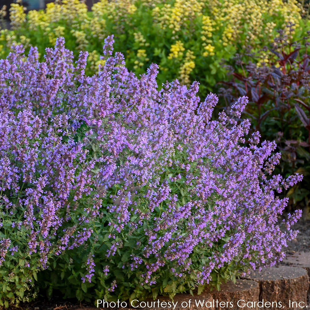 Nepeta 'Cat's Meow' Catmint 4 Nepeta 'Cat's Meow' Catmint - Image 4