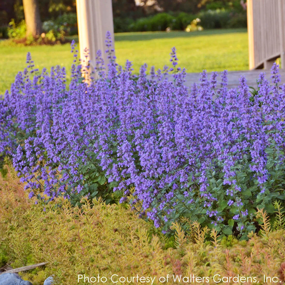 Nepeta 'Cat's Meow' Catmint 5 Nepeta 'Cat's Meow' Catmint - Image 5