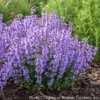 Nepeta 'Cat's Pajamas' Catmint