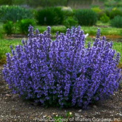 Nepeta 'Cat's Pajamas' Catmint -Nature Planting Store NEPETA CATS PAJAMAS 3