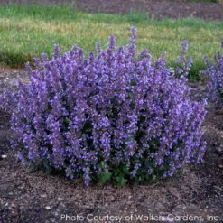 Nepeta 'Cat's Pajamas' Catmint -Nature Planting Store NEPETA CATS PAJAMAS 4
