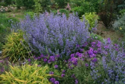 Nepeta Faassenii 'Walker's Low' Catmint -Nature Planting Store NPT Walkers Low in yard EZ scaled